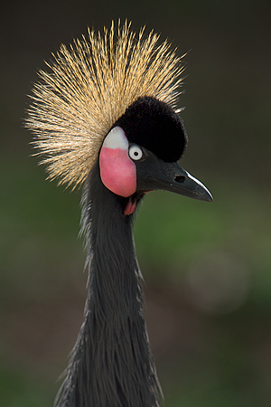 Hooded Crane (captive) Hooded Crane (captive)